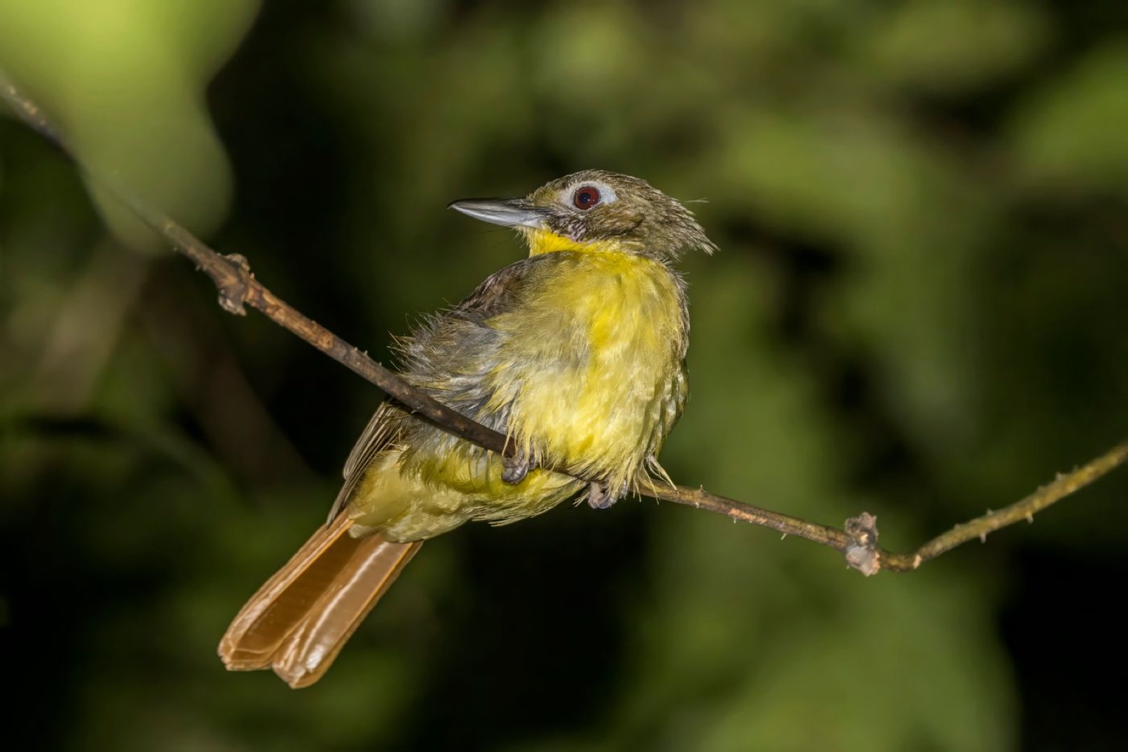 Red-tailed bristlebill in Ghana's Ankasa forest
