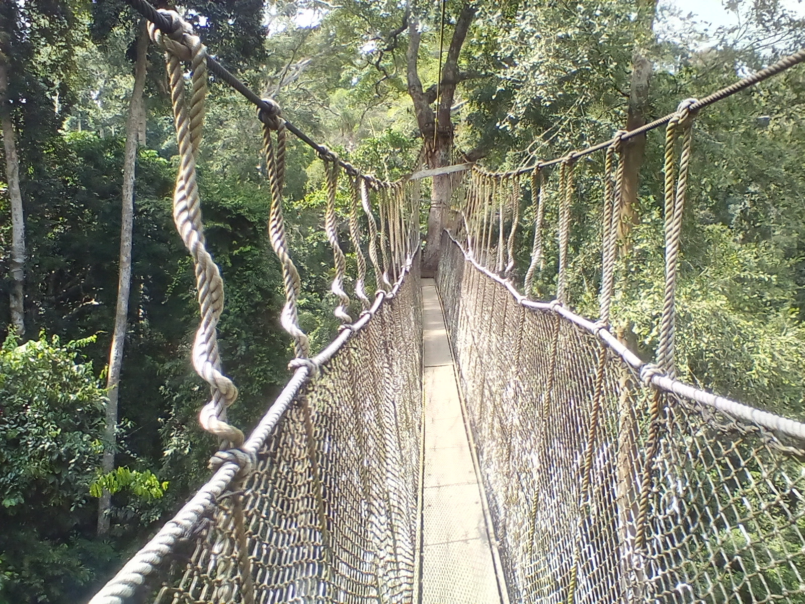 Suspended canopy walkway above the rainforest at Kakum National Park