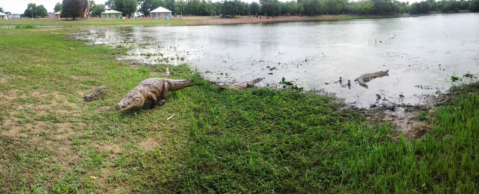 Crocodile pond at Paga in Ghana's Upper East Region