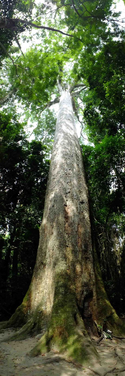 The Big Tree rising above the surrounding forest in Ghana's Eastern Region